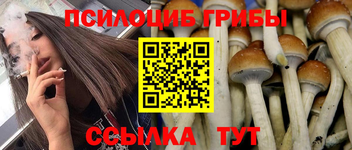 Галлюциногенные грибы Cubensis Минусинск